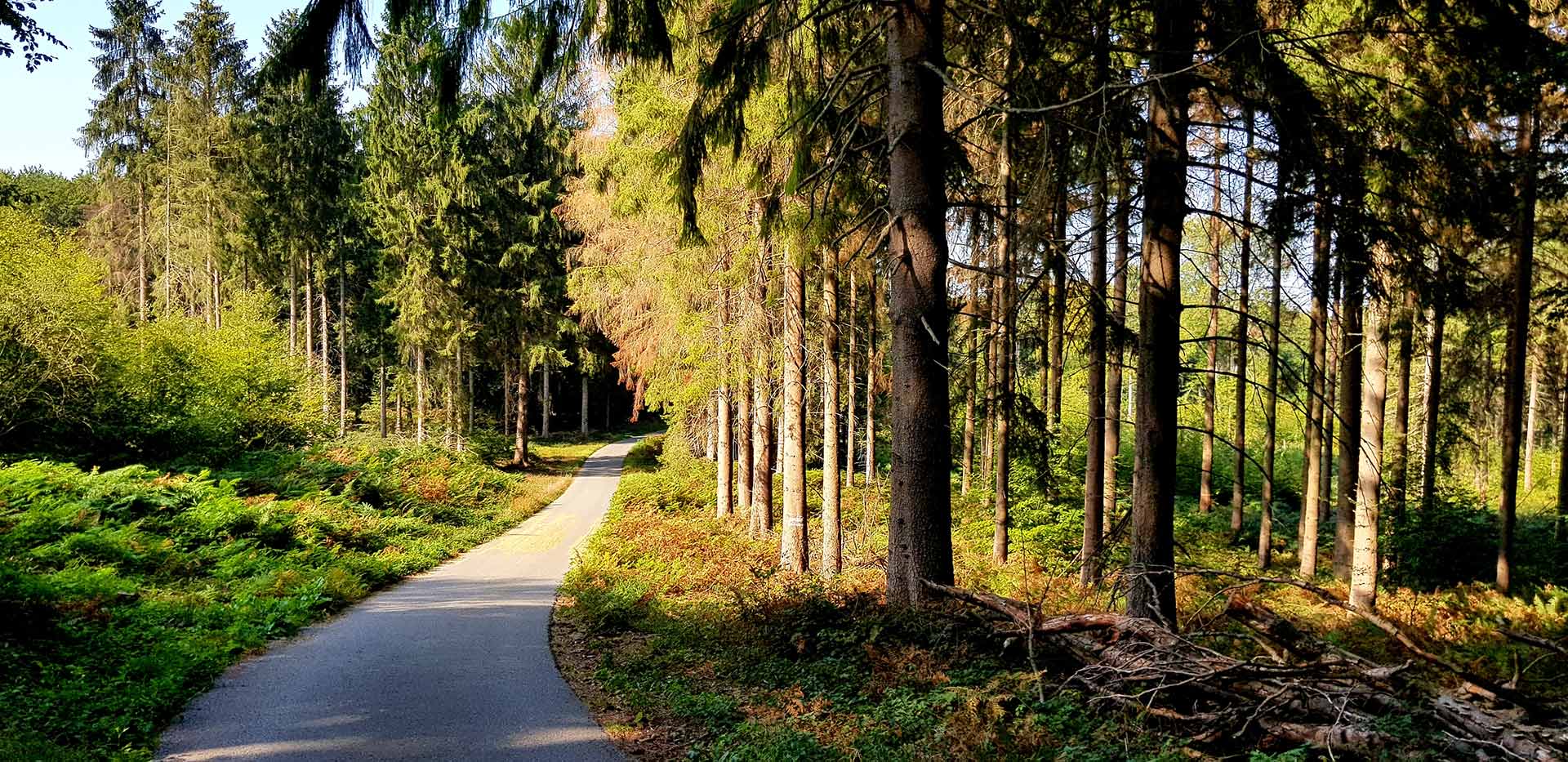 Rust, groen en een prachtig fietspad: deze kant van de Geldenberg in een notendop